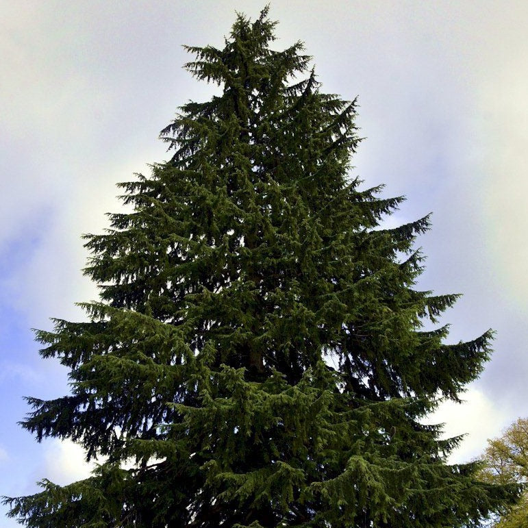 Western hemlock (Tsuga heterophylla)